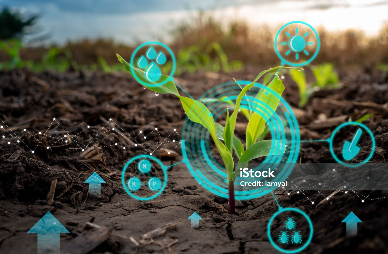 Crop Analysis Process